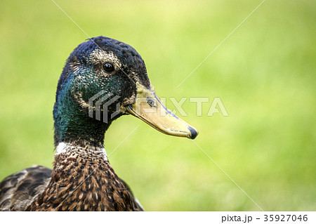 Rural landscape with a beautiful sunset 35927046