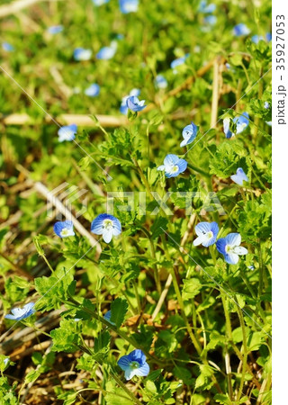 春の野の花・地にこぼれた星のようなコバルトブルーの花をつけるオオイヌノフグリ・縦位置 春の野の花・地にこぼれた星のようなコバルトブルーの花をつけるオオイヌノフグリ・縦位置 35927053