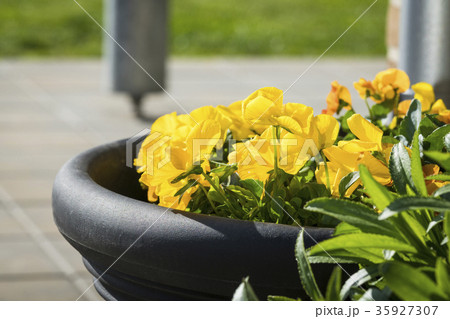 Viola tricolor flowers in yellow on terrace Viola tricolor flowers in yellow on terrace 35927307