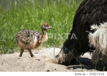 Young ostrich chicken walking in sand 35927310
