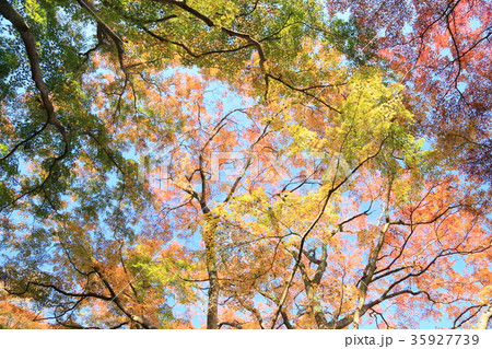 カエデ紅葉 35927739