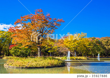 東京 代々木公園の紅葉 東京 代々木公園の紅葉 35927886