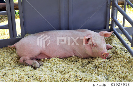 Pig in a pen 35927918