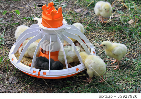 Chickens are near the trough 35927920