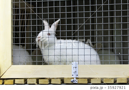 White rabbit in a cage White rabbit in a cage 35927921