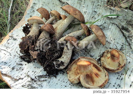 Mushrooms 35927954