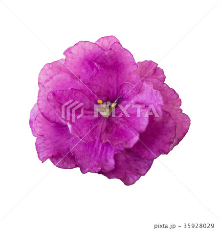 Home violet flower close up 35928029