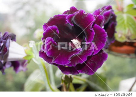 Decorum plant, beautiful dark purple Gloxinia flower 35928034