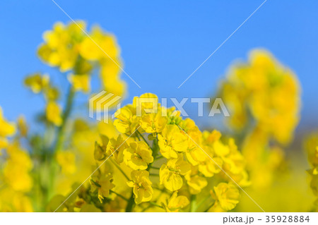 菜の花 35928884