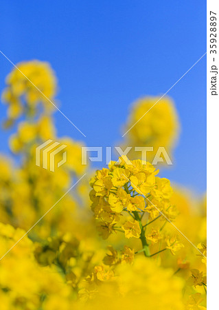 菜の花 菜の花 35928897