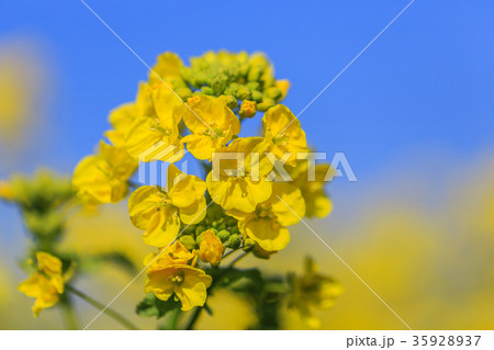 菜の花 菜の花 35928937