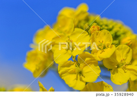 菜の花 菜の花 35928940