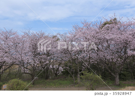 四ツ山神社の桜、 四ツ山神社の桜、 35928947
