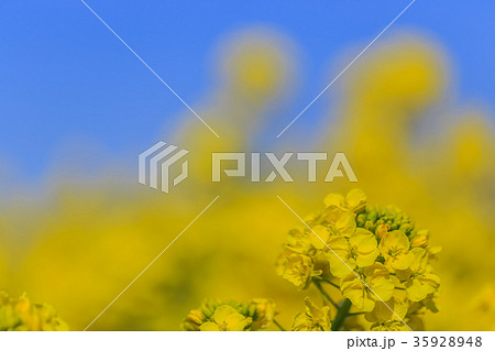 菜の花 菜の花 35928948