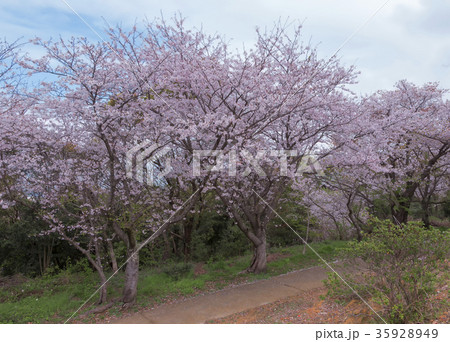四ツ山神社の桜、 35928949