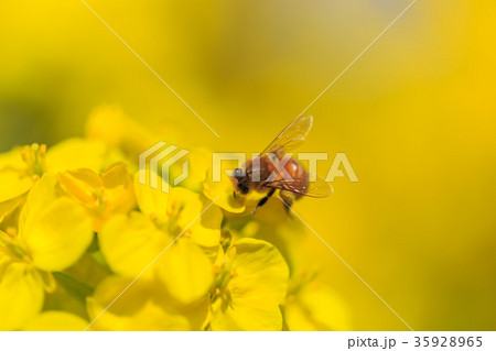 菜の花 菜の花 35928965