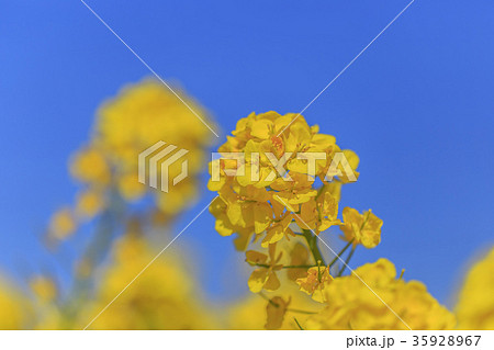 菜の花 菜の花 35928967