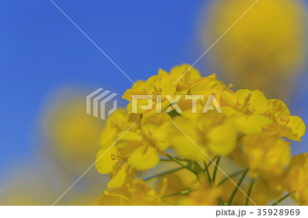 菜の花 菜の花 35928969