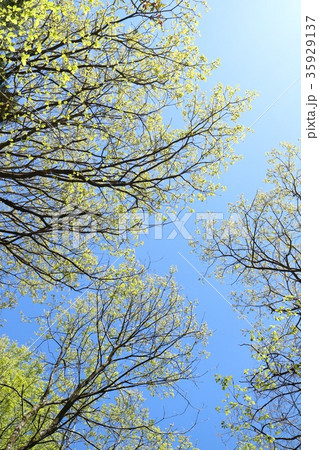 木々の新緑 若葉 青空背景 木々の新緑 若葉 青空背景 35929137