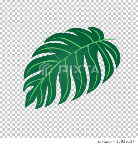 観葉植物　モンステラ　　園芸　イラスト 35929184