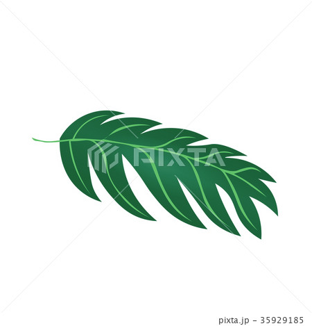 観葉植物　モンステラ　　園芸　イラスト 35929185