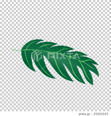 観葉植物　モンステラ　　園芸　イラスト 35929185