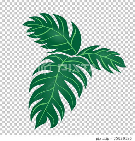 観葉植物　モンステラ　＜葉のイラスト＞ 35929186