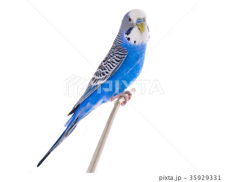 budgie 35929331