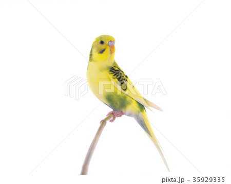 budgie budgie 35929335