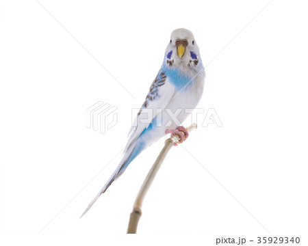 budgie budgie 35929340