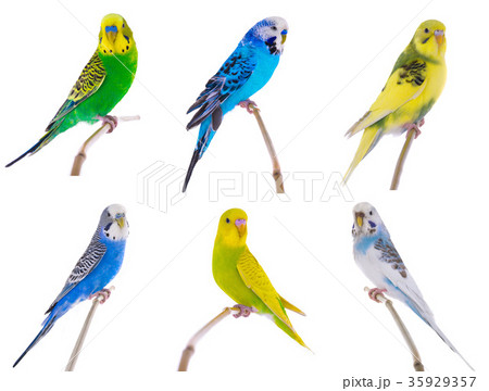 budgie budgie 35929357