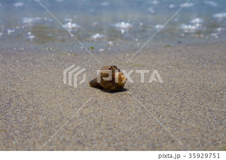 A shell in the sand on the beach 35929751