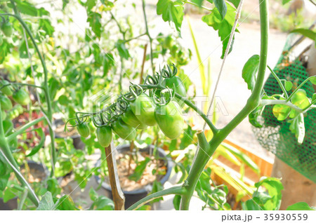 eggplant plant in the flowerpot eggplant plant in the flowerpot 35930559