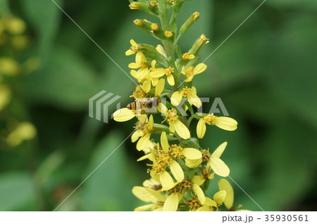 オタカラコウの蜜を吸うヒメヒラタアブ 35930561