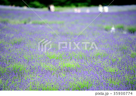 ラベンダー園 秋田県美郷町の写真素材