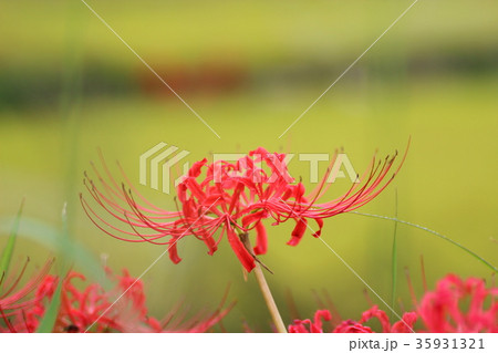 彼岸花 35931321