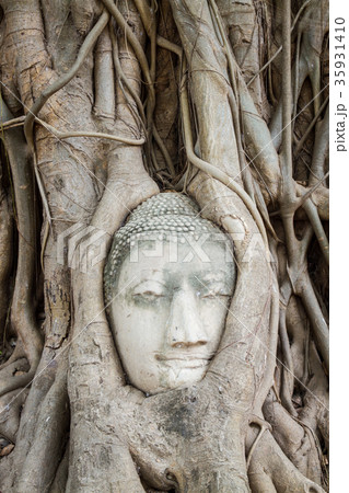 Buddha statue in the roots of tree at Thailandの写真素材 [35931410