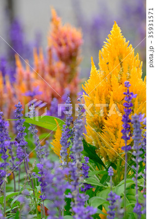 ケイトウ 35931571