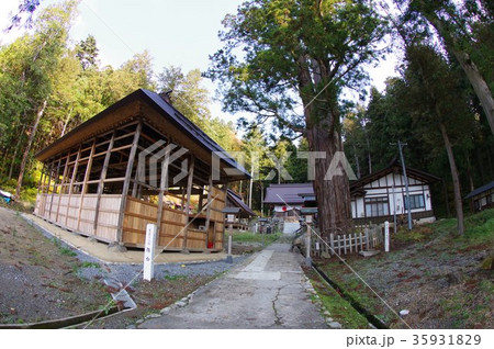 信州　東筑摩郡麻績村の文化財　神明社「大杉」　樹齢約８００年の古木　村天然記念物指定 35931829