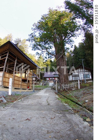 信州　東筑摩郡麻績村の文化財　神明社「大杉」　樹齢約８００年の古木　村天然記念物指定 35931830