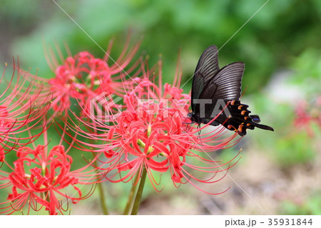 彼岸花とカラスアゲハ 彼岸花とカラスアゲハ 35931844