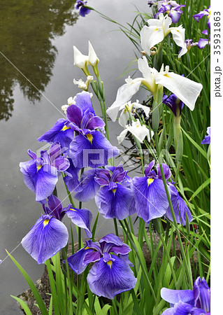 平安神宮 神苑 花菖蒲 平安神宮 神苑 花菖蒲 35931863