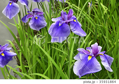 平安神宮　神苑　花菖蒲 35931864