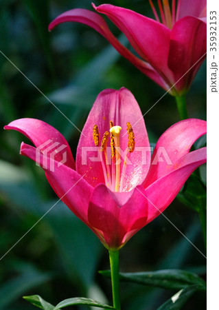 ゆり ゆり 35932153