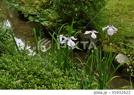 平安神宮 神苑 花菖蒲 平安神宮 神苑 花菖蒲 35932622