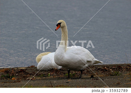 白鳥のつがい・洞爺湖 35932789