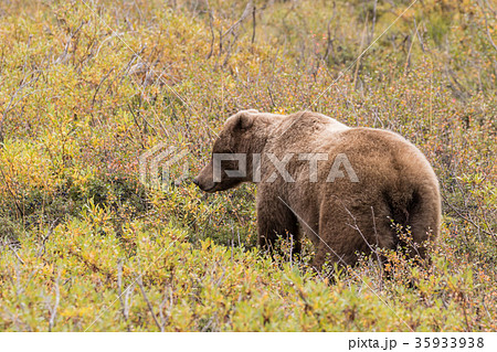 Grizzly Bear Grizzly Bear 35933938
