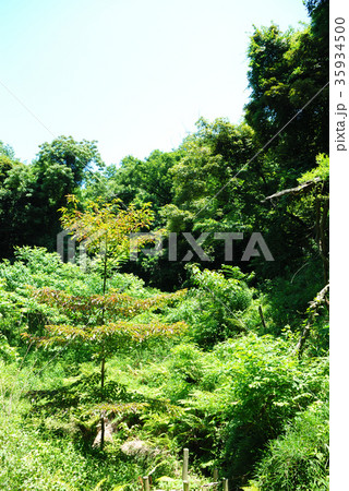 小網代の森　三浦市三崎町小網代の風景_8 35934500
