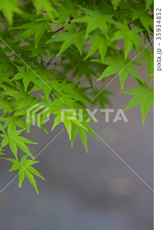 新緑のモミジ 35934852