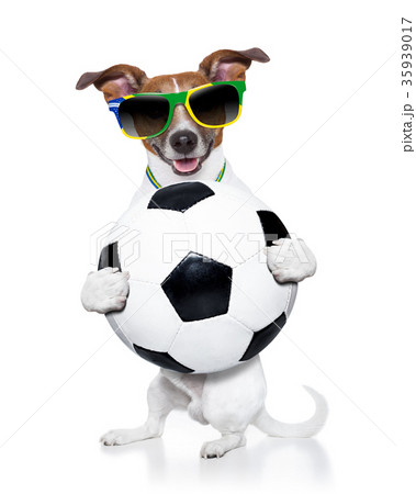 brazil  soccer  dog 35939017